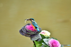 葉ボタンとカワセミ