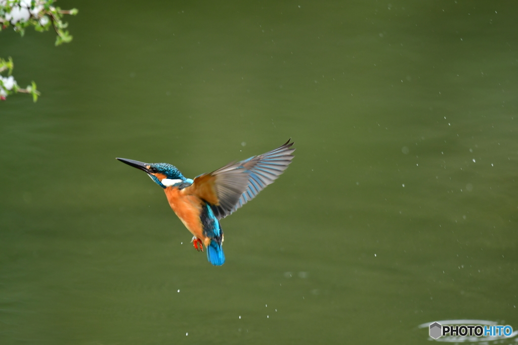 ウグイスカグラとカワセミ