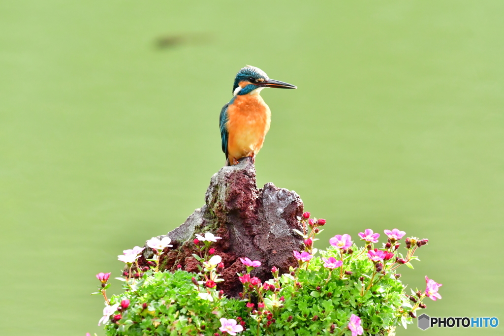 雲間草とカワセミ