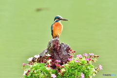 雲間草とカワセミ