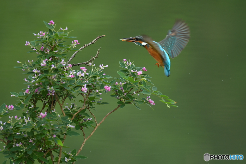 木萩とカワセミ