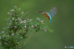 木萩とカワセミ