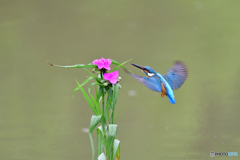 ツユクサとカワセミ