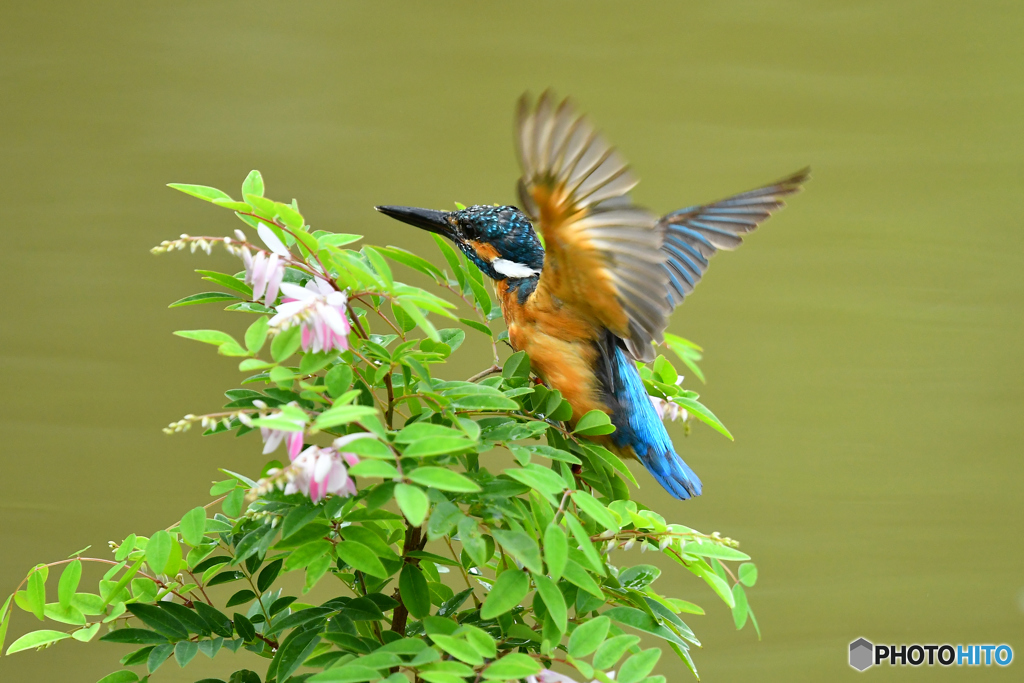 庭フジとカワセミ