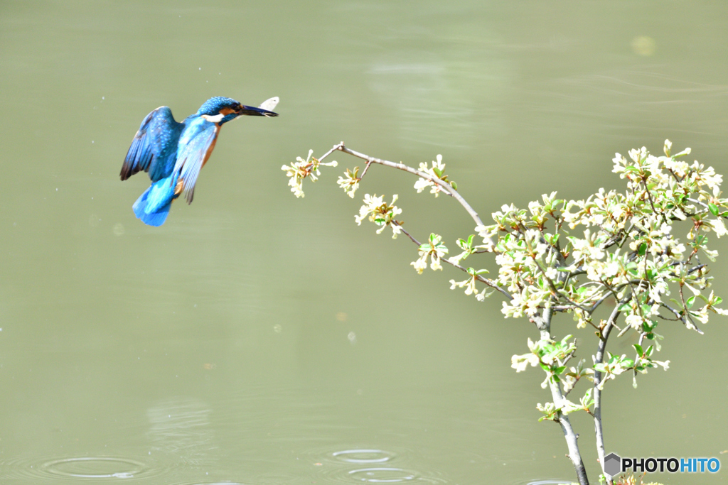 グミの花とカワセミ