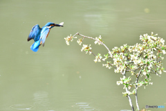 グミの花とカワセミ