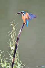 バイモユリとカワセミ