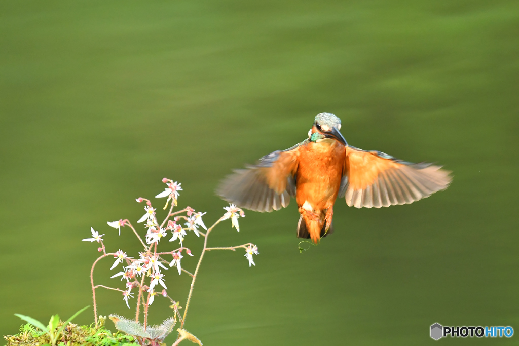 ユキノシタとカワセミ