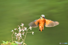 ユキノシタとカワセミ