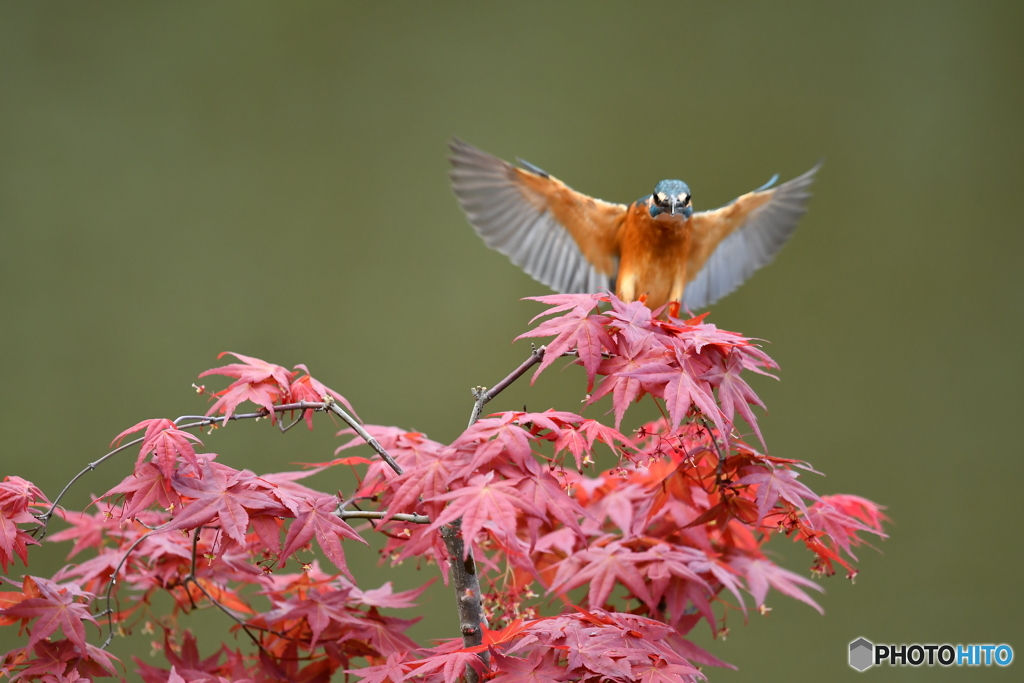 紅葉とカワセミ