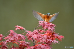 紅葉とカワセミ