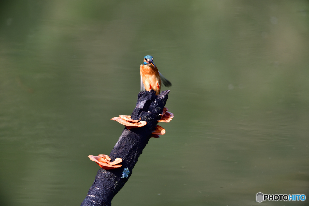 キノコとカワセミ