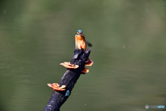 キノコとカワセミ