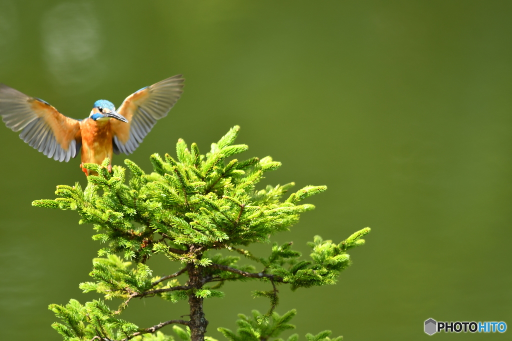 エゾマツとカワセミ