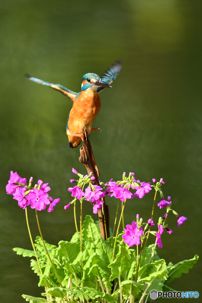 日本桜草とカワセミ