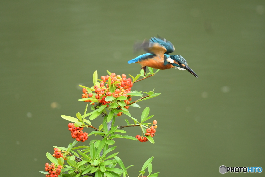 ピラカンサとカワセミ