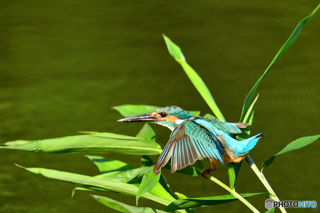 ササとカワセミ