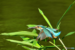 ササとカワセミ