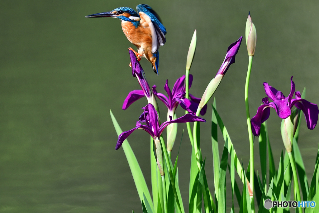 カキツバタとカワセミ
