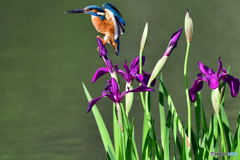 カキツバタとカワセミ