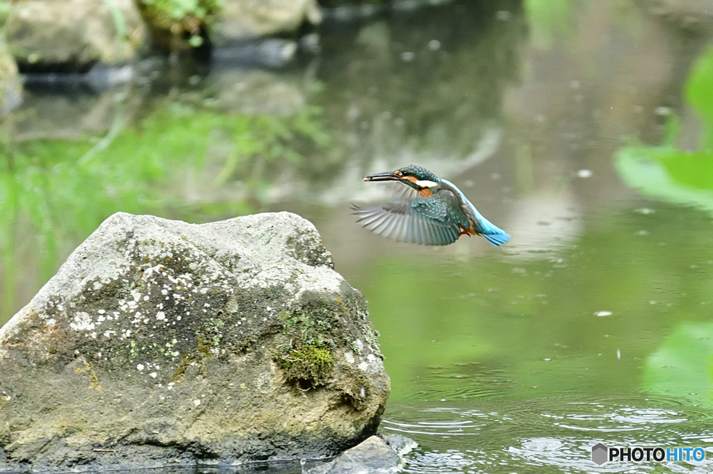 カワセミ