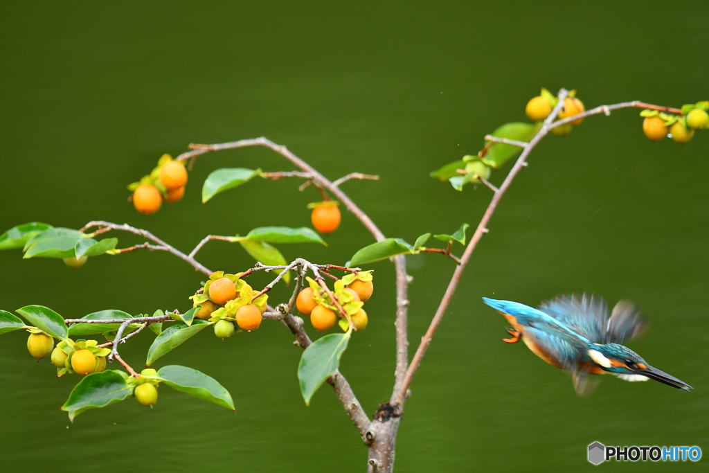 マメガキとカワセミ
