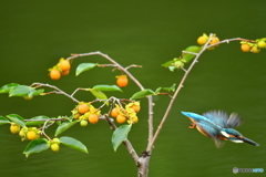 マメガキとカワセミ