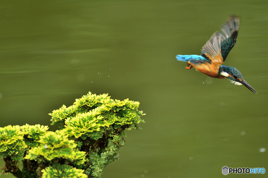 岩松とカワセミ
