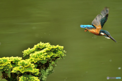 岩松とカワセミ