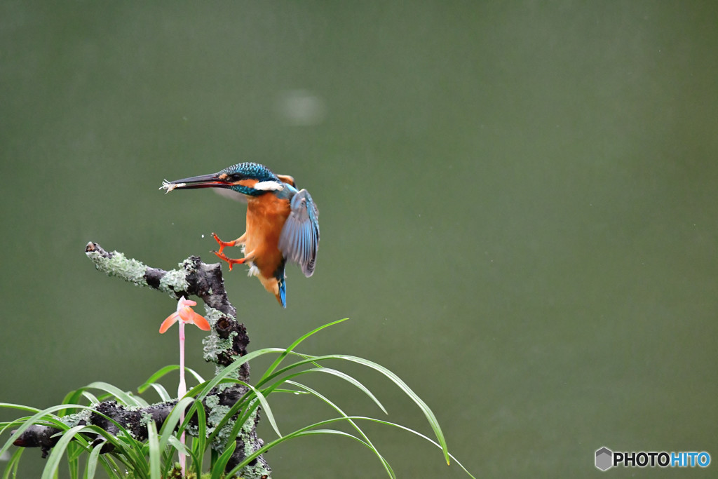 春蘭とカワセミ
