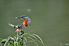 春蘭とカワセミ