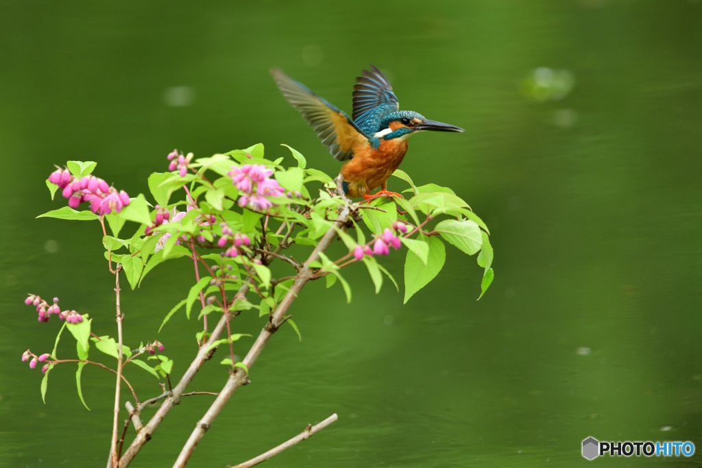 紅ウツギとカワセミ