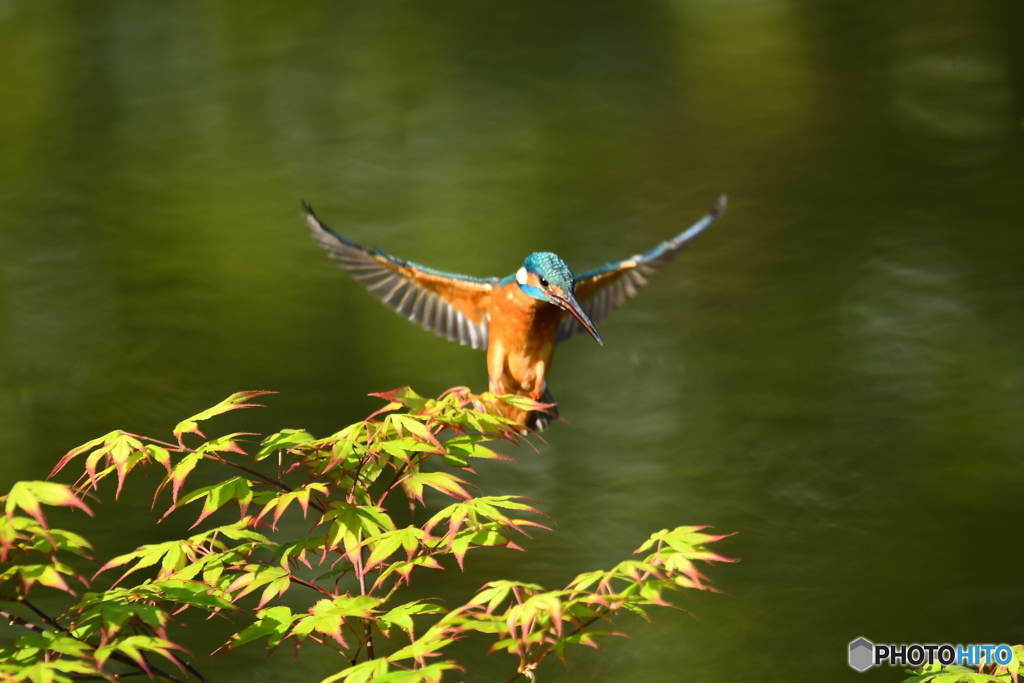紅葉とカワセミ