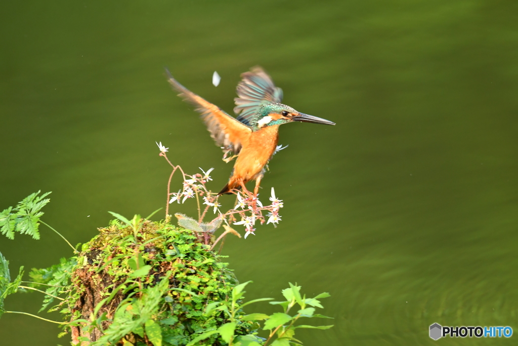 ユキノシタとカワセミ