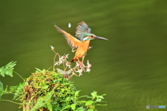 ユキノシタとカワセミ