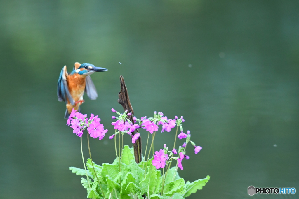 日本桜草とカワセミ