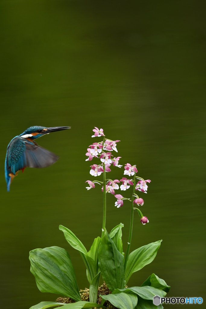 エビネランとカワセミ