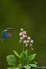 エビネランとカワセミ