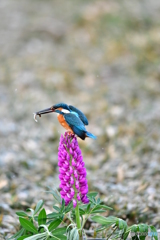 ルピナスとカワセミ