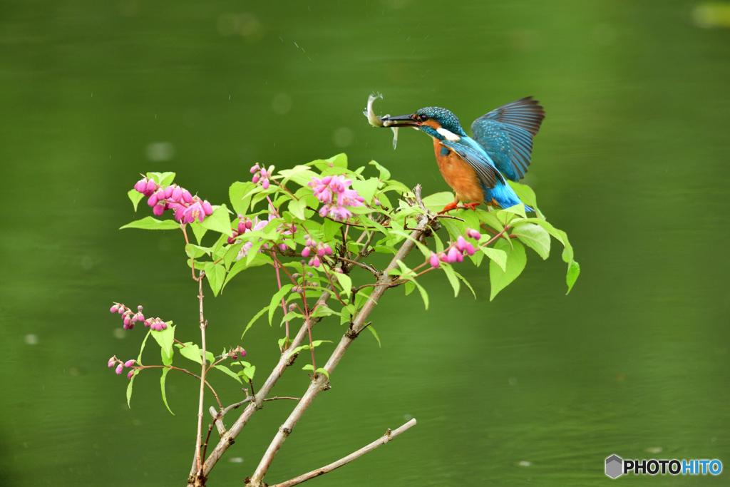 紅ウツギとカワセミ