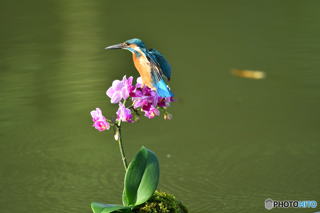 胡蝶蘭とカワセミ
