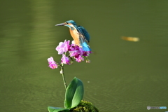 胡蝶蘭とカワセミ