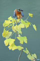 銀杏とカワセミ