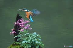 大文字草とカワセミ