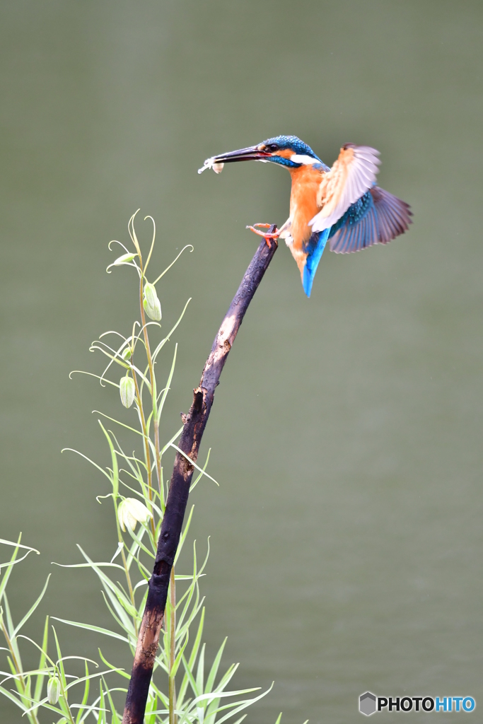 バイモユリとカワセミ