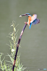 バイモユリとカワセミ