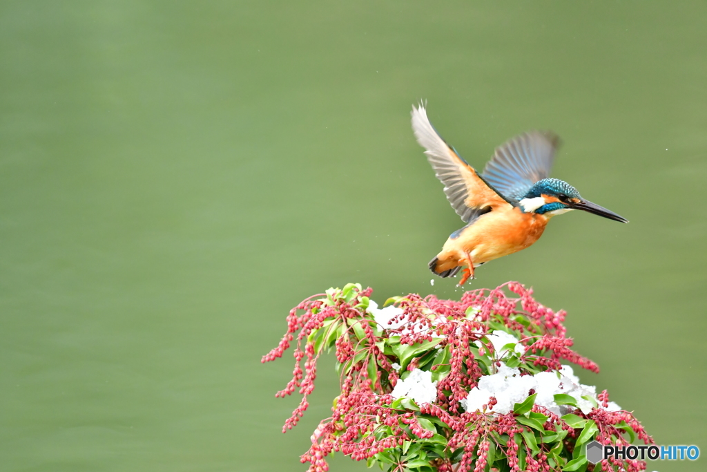 馬酔木とカワセミ