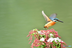 馬酔木とカワセミ