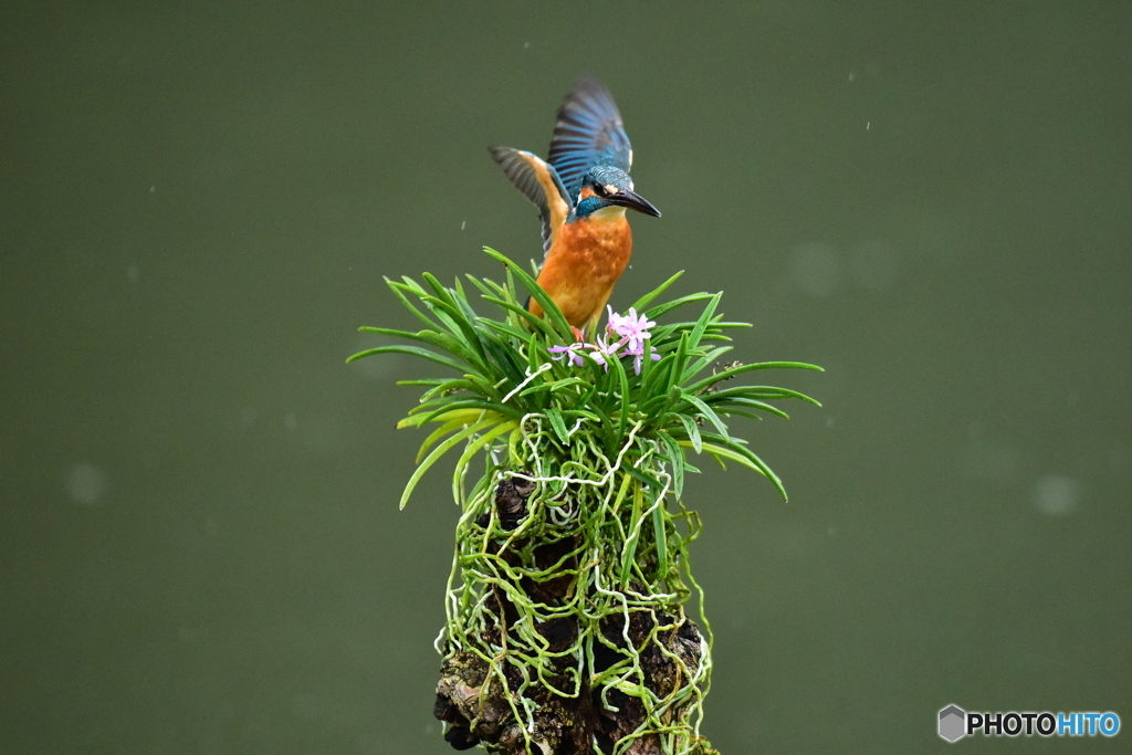 富貴蘭とカワセミ