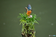 富貴蘭とカワセミ